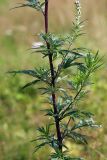 Artemisia vulgaris