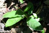 Calathea micans