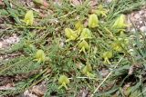 Astragalus talassicus