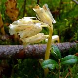 Hypopitys monotropa. Цветущее растение. Ленинградская область, Выборгский район, экопоселение \"Ясное\". 31 августа 2008 г.