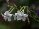 Nicotiana alata