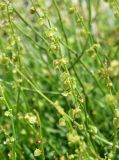 Rumex hastifolius