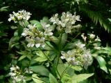 Cardamine leucantha