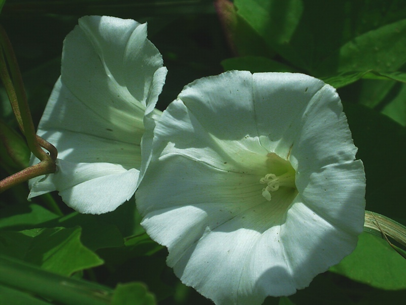 Изображение особи Calystegia sepium.