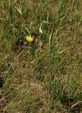 Tragopogon dubius