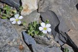 Cerastium lithospermifolium