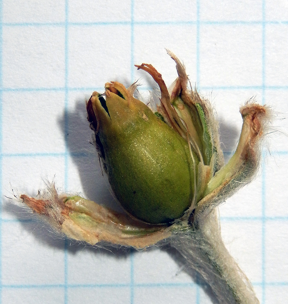 Image of Lychnis coronaria specimen.