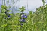 Scutellaria krasevii