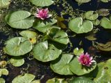 Nymphaea rubra