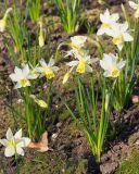 Narcissus pseudonarcissus. Цветущие растения. Краснодар, парк \"Краснодар\", Японский сад, в культуре. 21.03.2024.
