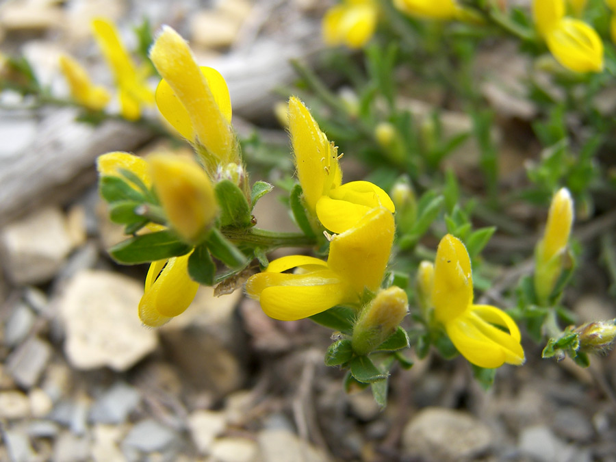 Изображение особи Genista albida.