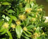 Buxus sempervirens