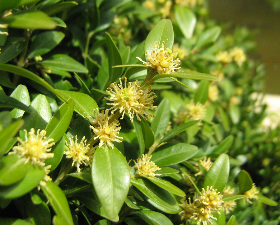 Изображение особи Buxus sempervirens.