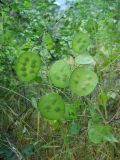 Lunaria annua. Соплодия. Крым, окрестности Ялты. 26 мая 2012 г.