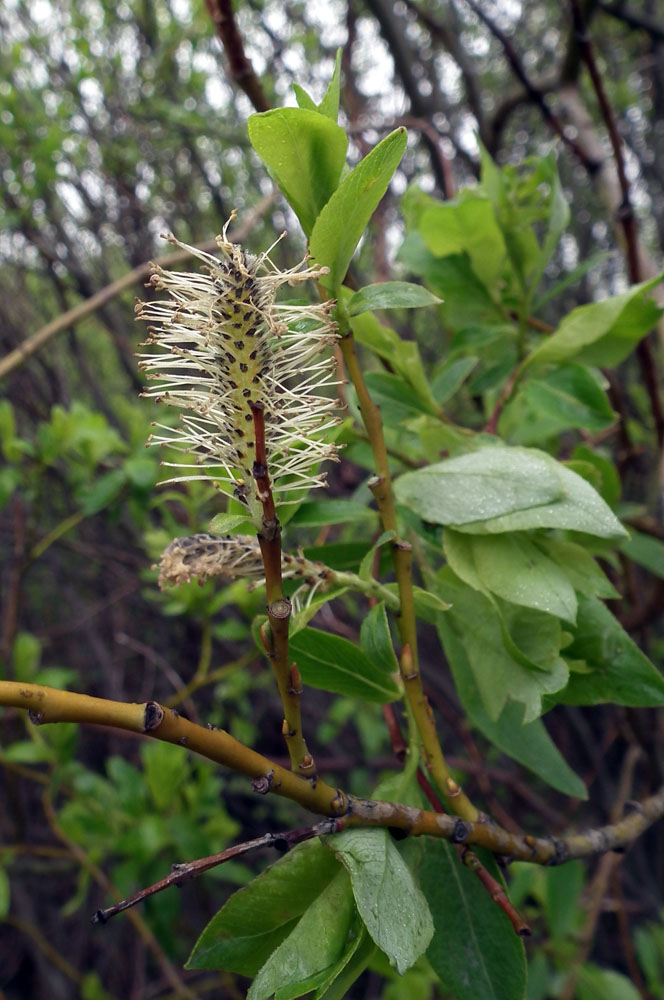 Изображение особи Salix caprea.