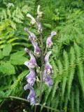 Aconitum septentrionale