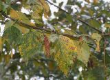 Betula albosinensis