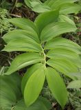 Polygonatum glaberrimum