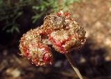 Helichrysum sanguineum. Соплодия. Израиль, Нижняя Галилея, г. Верхний Назарет. 03.08.2011.