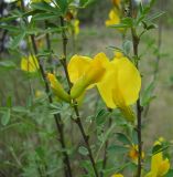 Chamaecytisus borysthenicus