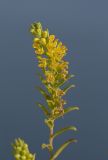 Orthanthella lutea