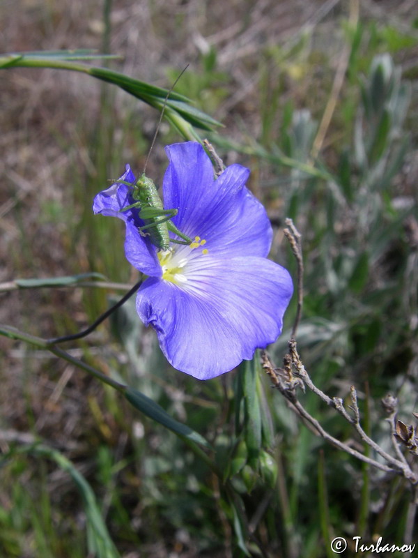 Изображение особи Linum austriacum.