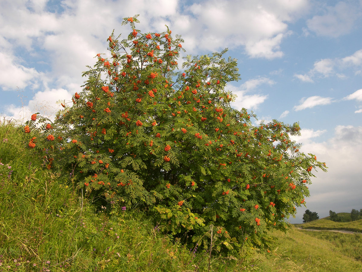 Image of Sorbus aucuparia specimen.