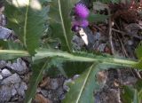 Cirsium uliginosum