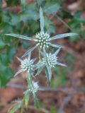 Eryngium creticum. Соцветия. Турция, пров. Анталья, р-н Кемер, пос. Кириш, НПП «Олимпос-Бейдаглары». 31 августа 2009 г.