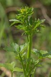 Ranunculus sceleratus. Верхушка зацветающего растения. Ростовская обл., Аксайский р-н, окр. хут. Александровка, у родника. 01.05.2014.