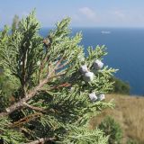 Juniperus excelsa. Верхушка ветви с шишкоягодами. Краснодарский край, м/о г. Новороссийск, окр. пос. Абрау, юго-восточный склон горы Круглая, можжевеловое редколесье. 19.07.2014.