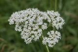 Valeriana rossica