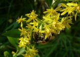 Solidago virgaurea