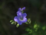 Geranium pseudosibiricum