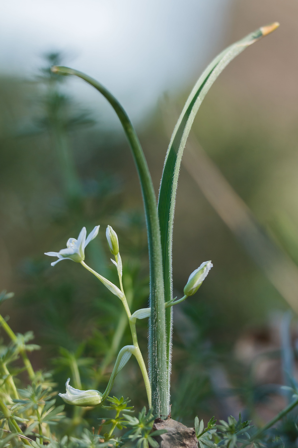 Изображение особи Ornithogalum fimbriatum.