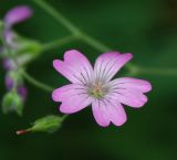 Geranium gracile