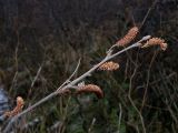 Betula callosa. Ветвь с серёжками. Мурманская обл., Североморский р-н, берег р. Грязная. 25.10.2009.