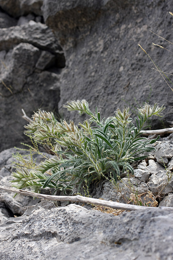 Image of Onosma irritans specimen.