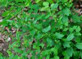 Artemisia keiskeana