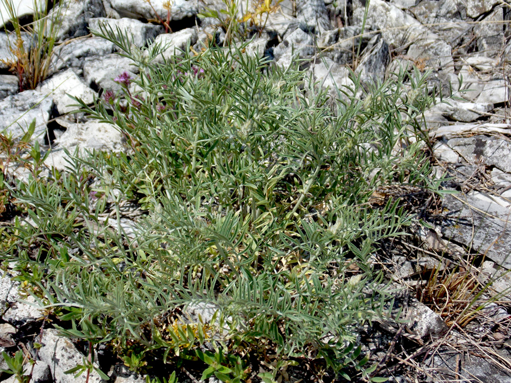 Image of Astragalus circassicus specimen.