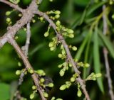 Pittosporum phillyraeoides