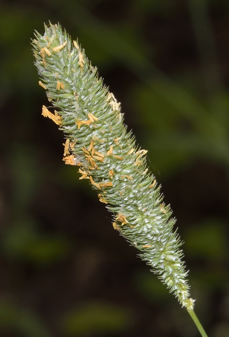 Изображение особи Phleum pratense.