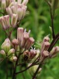 Syneilesis aconitifolia