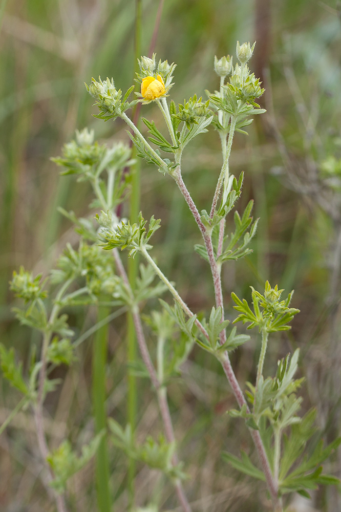 Изображение особи Potentilla argentea.