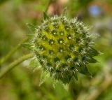 Knautia arvensis