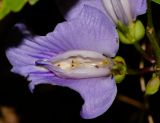 Clitoria macrophylla