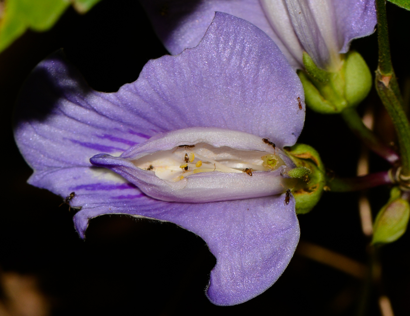 Изображение особи Clitoria macrophylla.