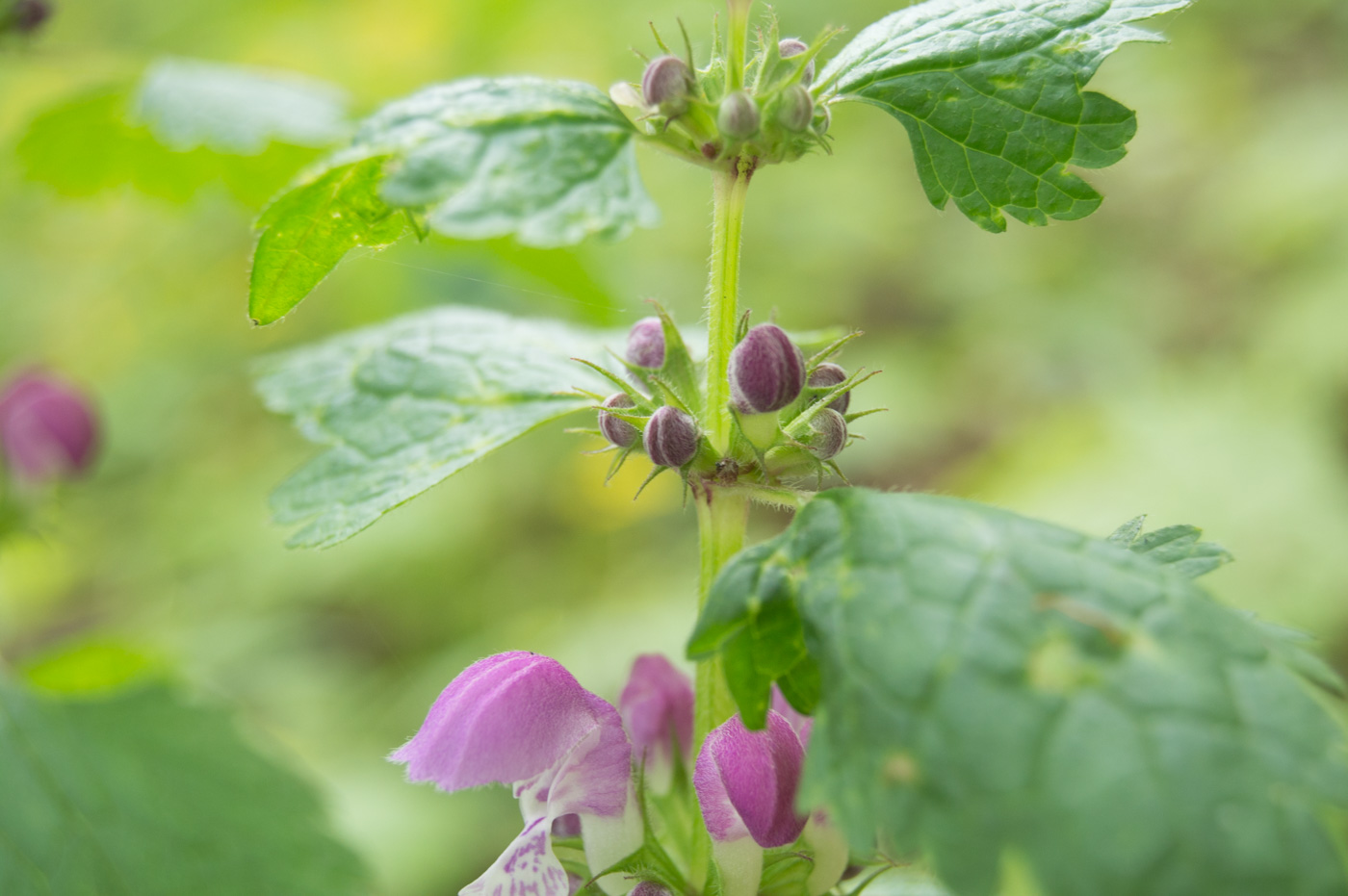 Image of Lamium maculatum specimen.