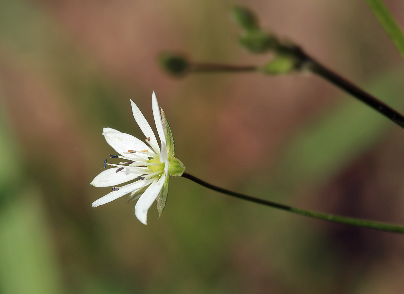 Изображение растения Stellaria graminea.