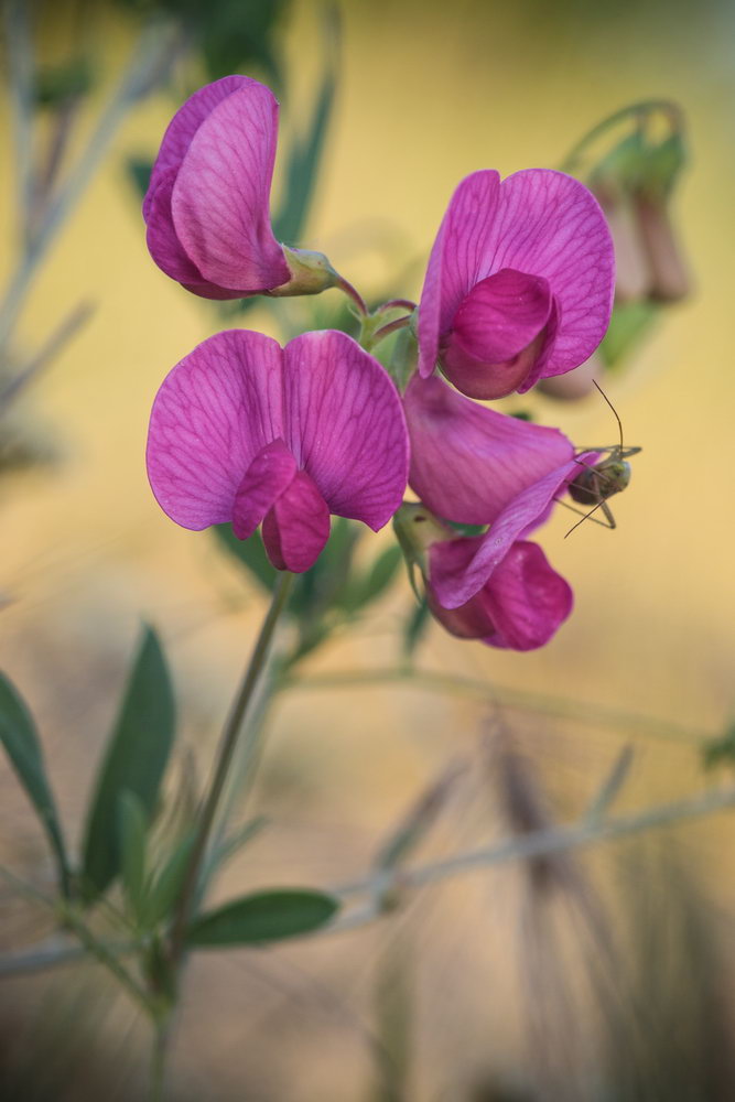 Изображение особи Lathyrus tuberosus.